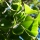 Ginkgo biloba ( l'arbre aux 40 écus)